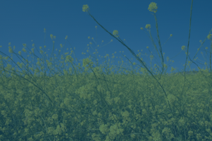 Pollen BG