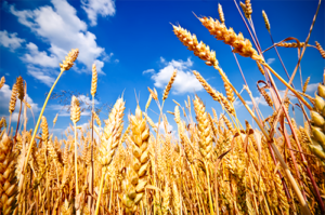 Wheat Field