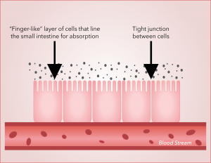 Healthy Gut